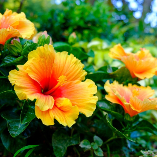 Tropicals
