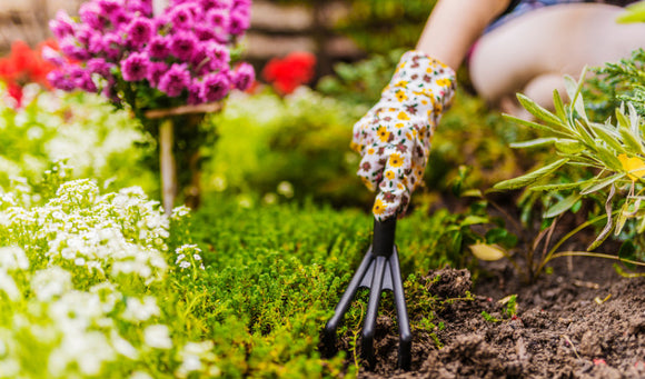 Fresh Starts: Spring Gardening and Home Improvement Tips to Transform Your Space