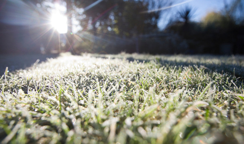Late-Winter Lawn Care: What You Can Do Now for a Healthier Spring Yard Late-Winter Lawn Care: What You Can Do Now for a Healthier Spring Yard