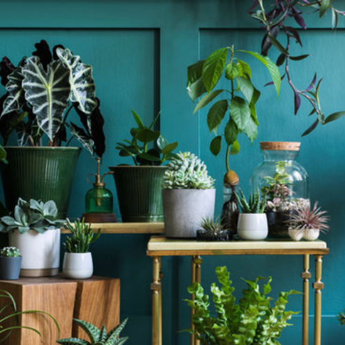 Houseplants