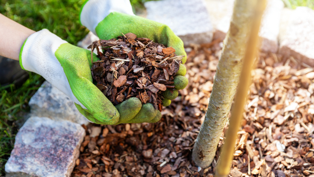 Chipped mulch