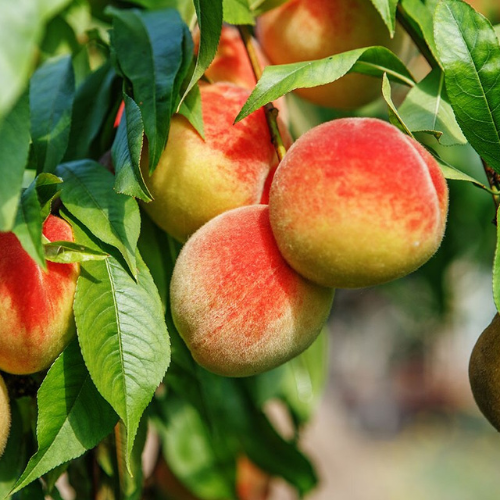 Fruit Trees