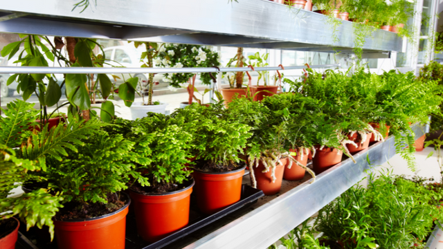 Ferns and shrubs in a garden center