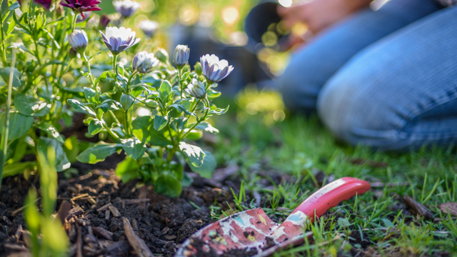 Flowers being planted