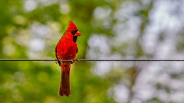 Cardinal